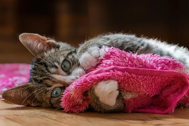 Pet Sitting & Dog Walking: Love, Care, and Bonding for Animals