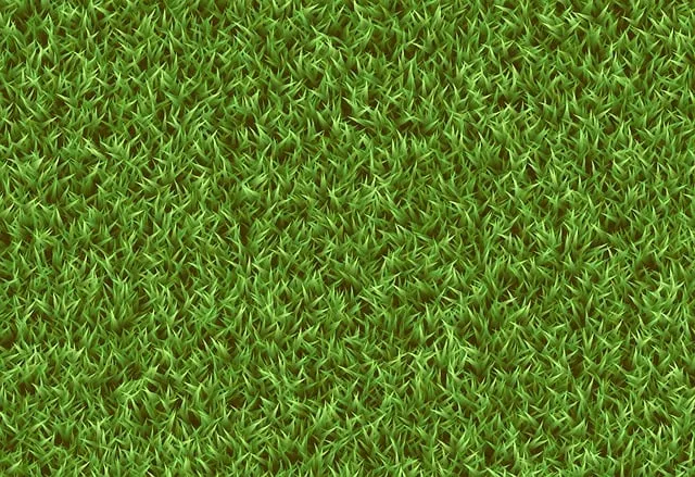 lawn-care-640x480-72885625.jpeg