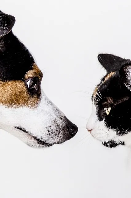 Pet Care Professionals: Nurturing Animal Well-being Through Sit, Walk, Love