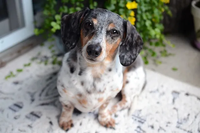 Fun-Loving Pet Sitters in High Demand: Caring for Your Furry Friends