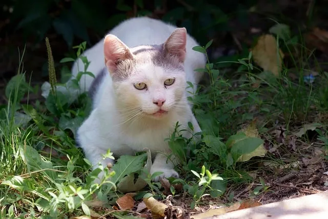 pet-sitting-640x480-86864973.jpeg