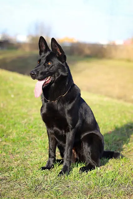 pet-sitting-640x480-82059722.jpeg