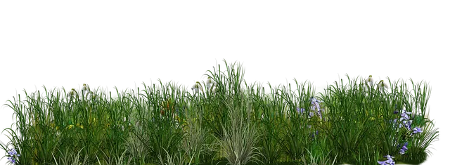 lawn-care-640x480-17286008.png