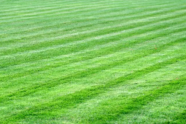 lawn-care-640x480-38349423.jpeg