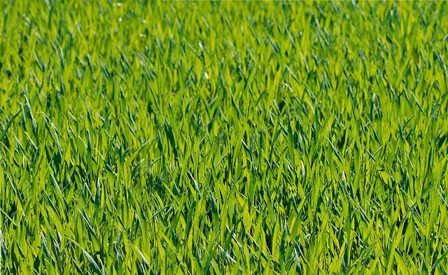 Lawn Care