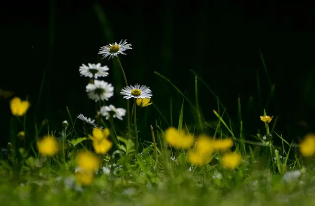 lawn-care-640x480-77525093.jpeg