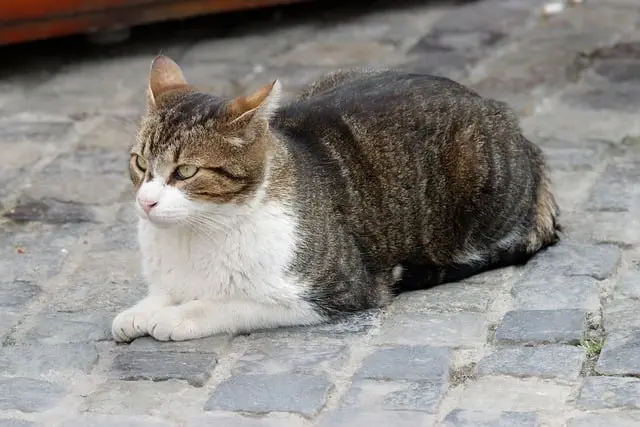 pet-sitting-640x480-11782712.jpeg