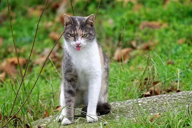 pet-sitting-640x480-38967932.jpeg