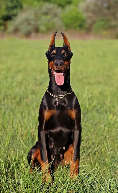 pet-sitting-640x480-44989764.jpeg