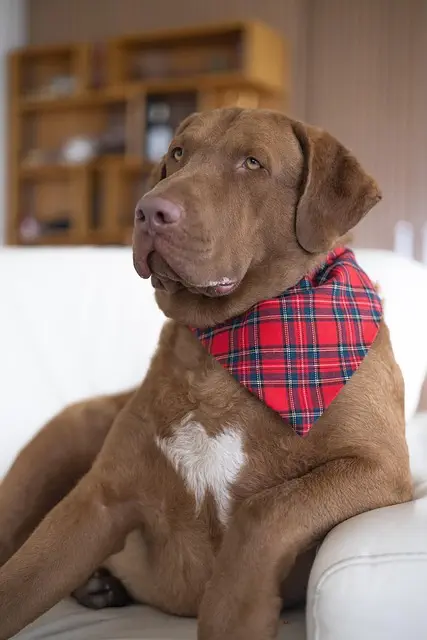 pet-sitting-640x480-55000722.jpeg
