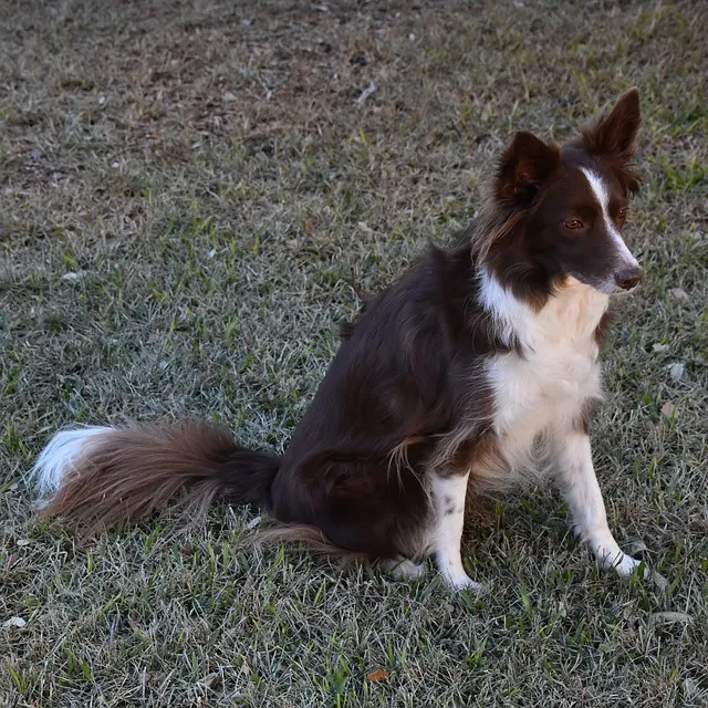 pet-sitting-640x480-60599553.jpeg