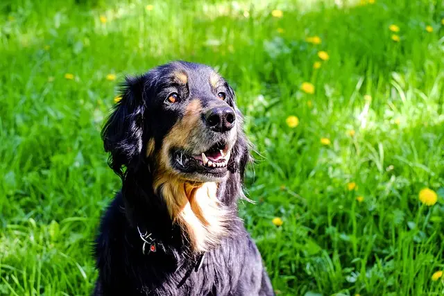 pet-sitting-640x480-81837947.jpeg
