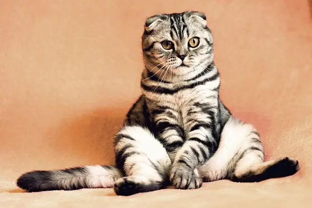 pet-sitting-640x480-83360457.jpeg
