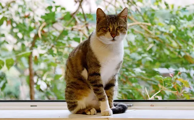 pet-sitting-640x480-86017727.jpeg