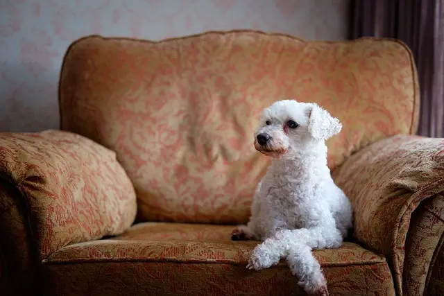 pet-sitting-640x480-8880773.jpeg