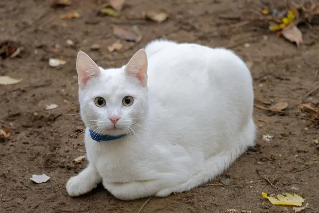 pet-sitting-640x480-94116709.jpeg