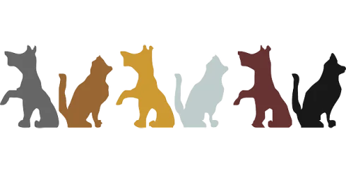 Pet Sitting
