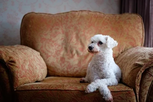 pet-sitting-640x480-8880773.jpeg